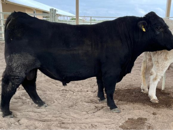 Subasta 10 de enero 2023